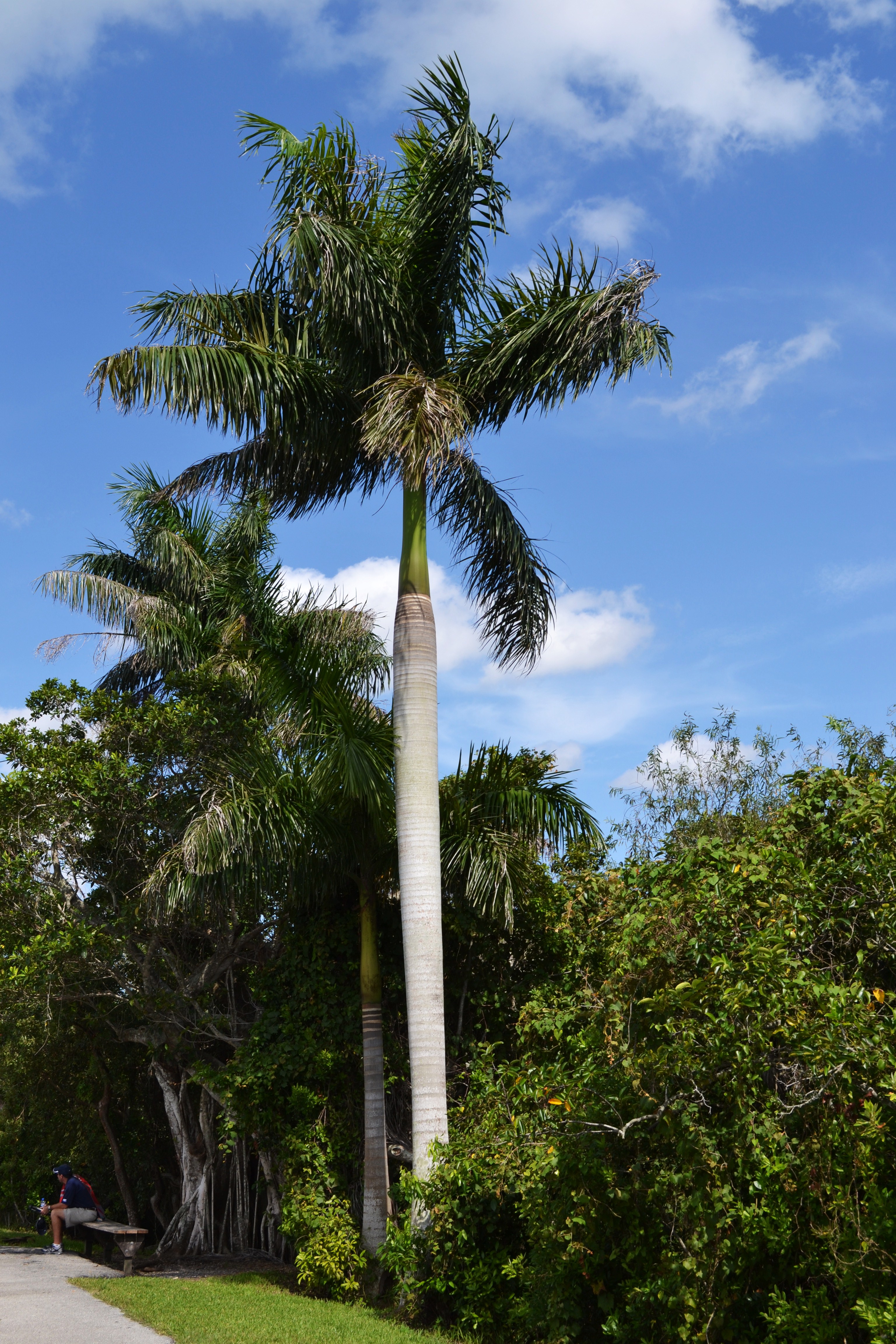 Royal Palm Tree - Most Popular Palm