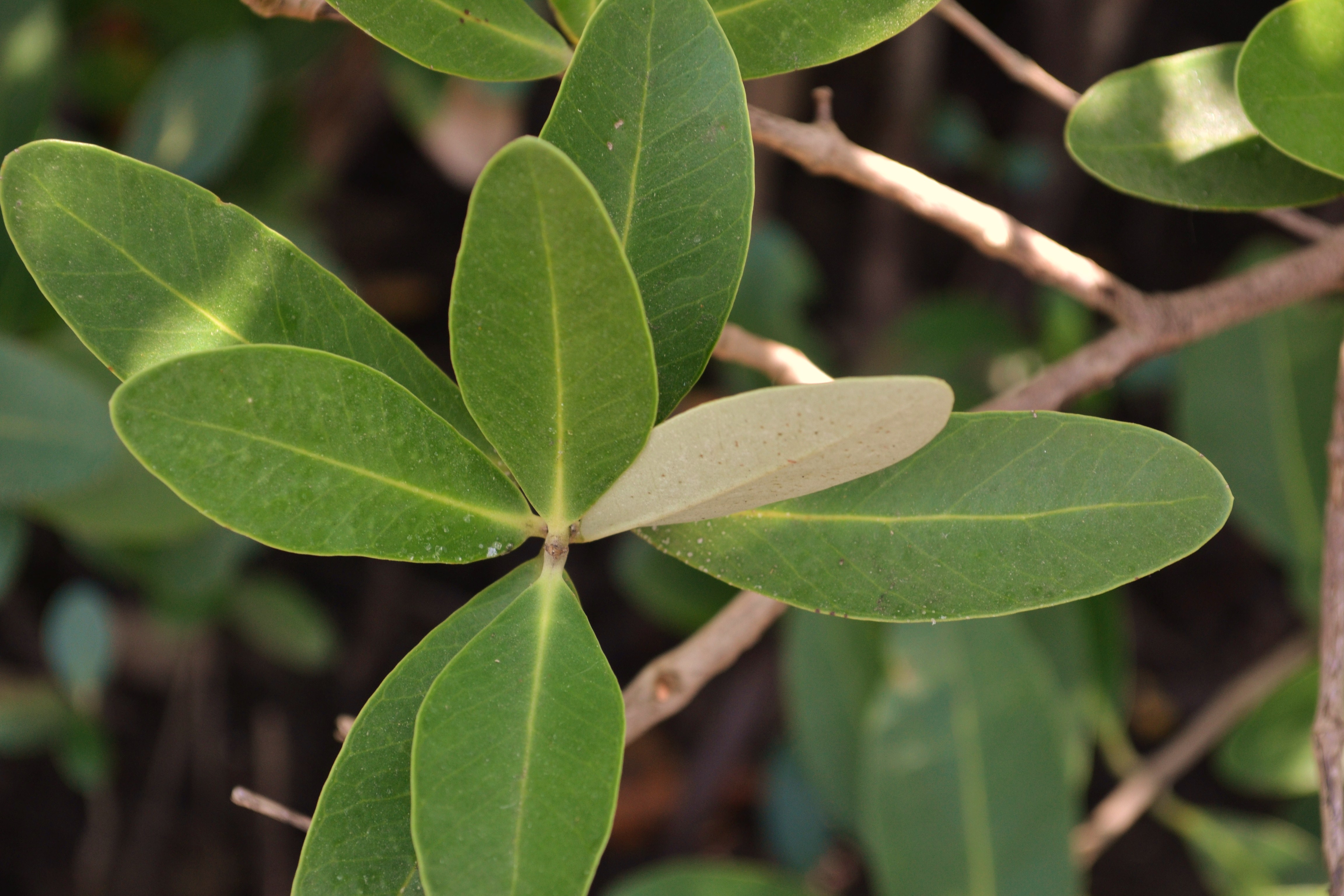 mangrove tree leaves