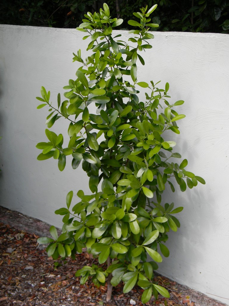 Cinnamon Bark South Florida Trees