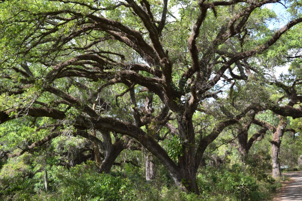 Live Oak  South Florida Trees