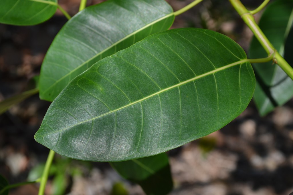 Shortleaf Fig | South Florida Trees