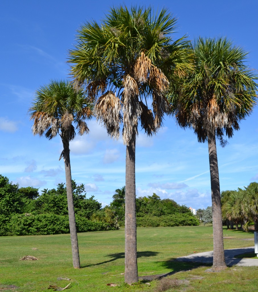 Albums 93+ Pictures Types Of Palm Trees In Florida With Pictures Superb ...