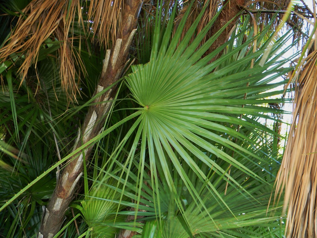 Paurotis Palm | South Florida Trees